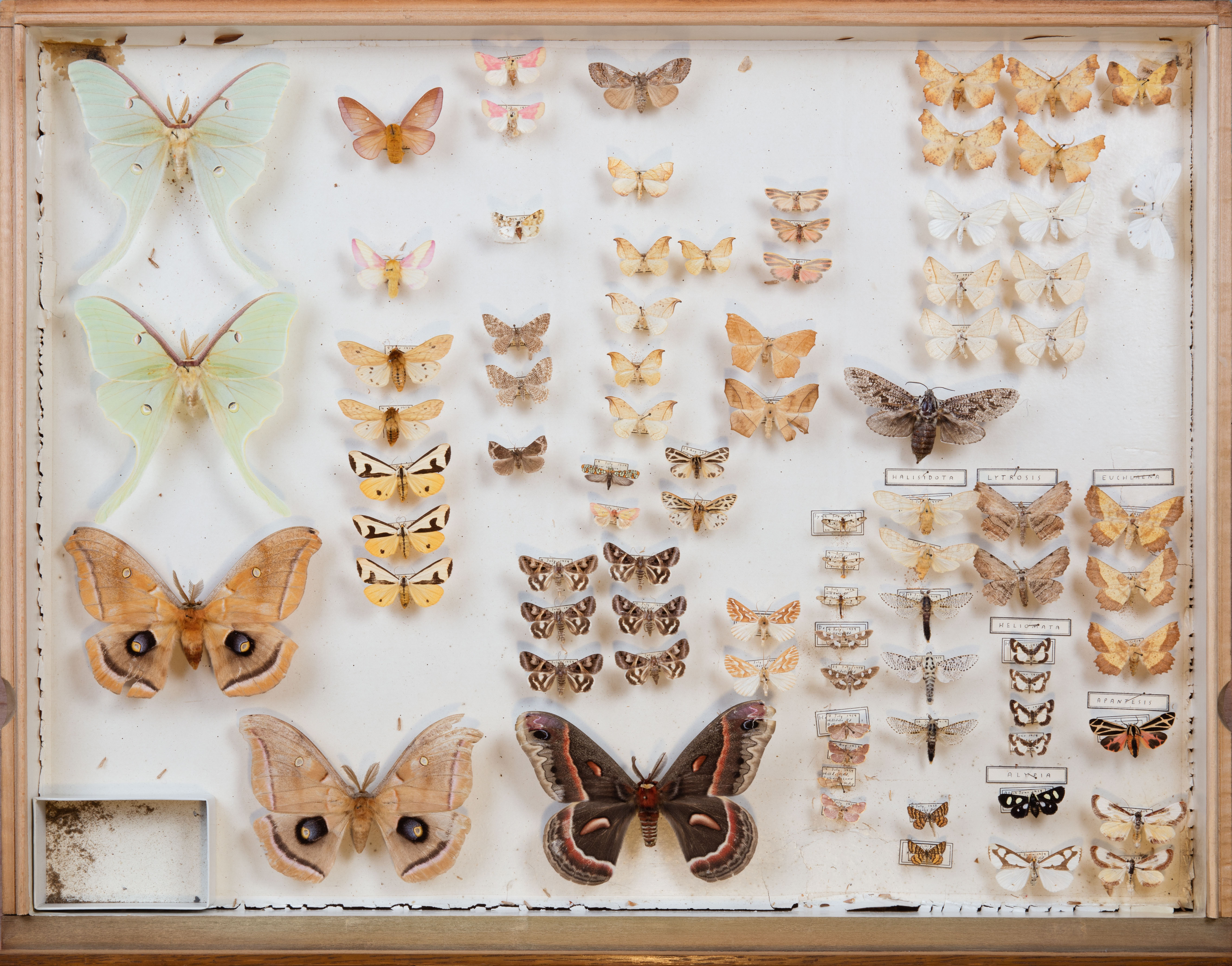 W-254 | KWP Lepidoptera Collection
